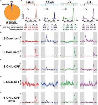 Colour and melanopsin mediated responses in the murine retina